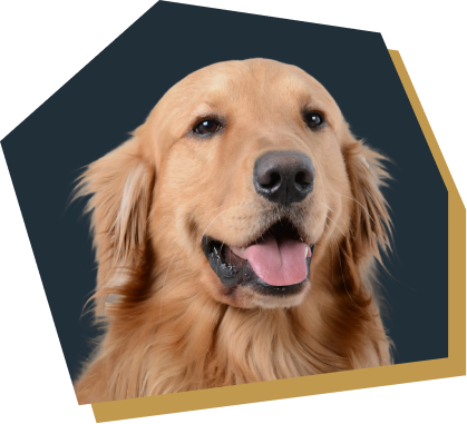 大型犬