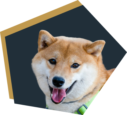中型犬