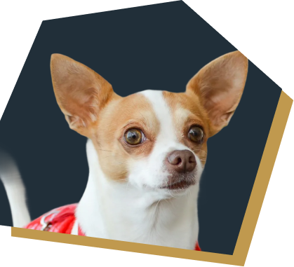 小型犬
