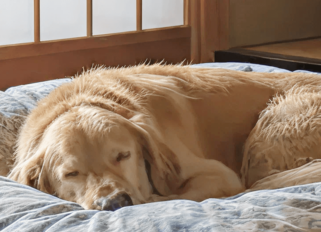シニア犬